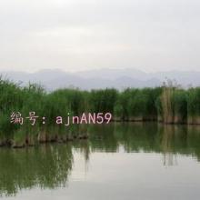 λ