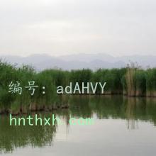 ̨