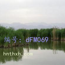 λ